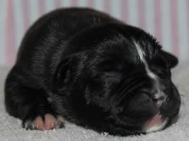 DDDawgs Dark Angel (AI)